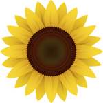 flower, sunflower, plant-1169667.jpg