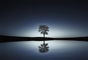 tree, lake, reflection-736881.jpg